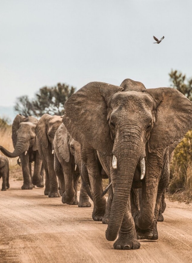 Elephant herd on safari road